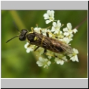 Tenthredo notha - Blattwespe w01.jpg